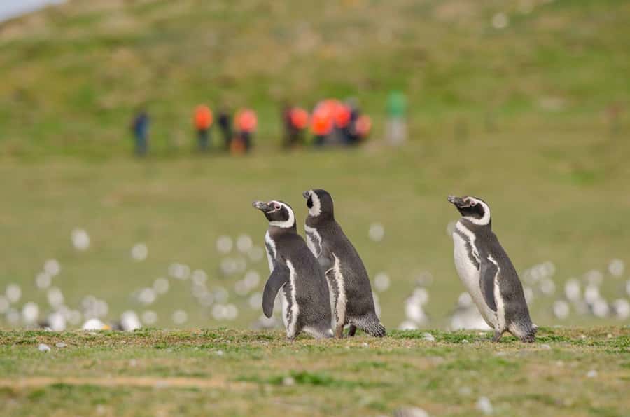 Punta Arenas: Walk with Penguins on Magdalena & Marta Island - At a glance: the details that matter