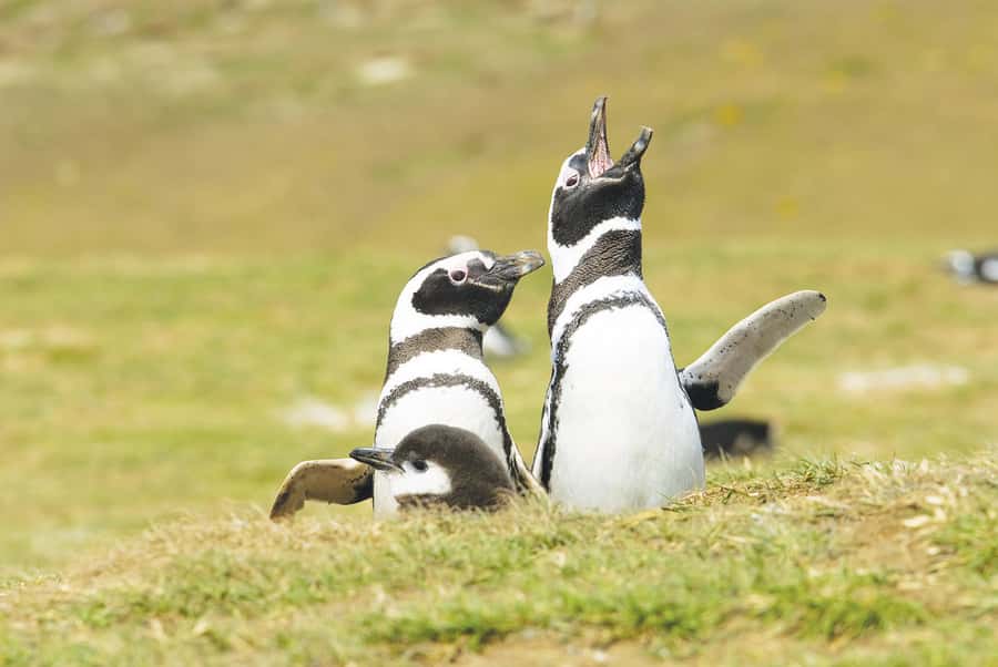 Punta Arenas: Walk with Penguins on Magdalena & Marta Island - Should you book this penguin tour?