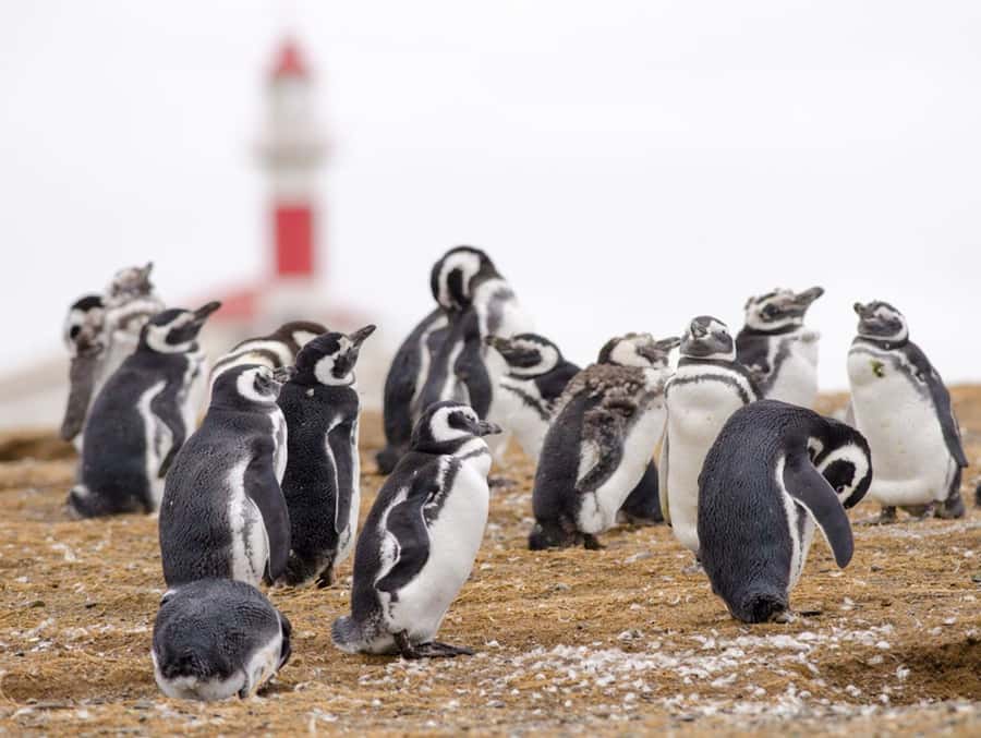 Punta Arenas: Walk with Penguins on Magdalena & Marta Island - The boat ride is part of the experience