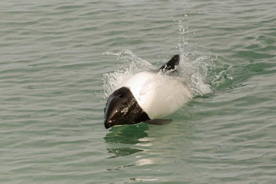 Punta Arenas: Walk with Penguins on Magdalena & Marta Island - Is $150 a fair price?