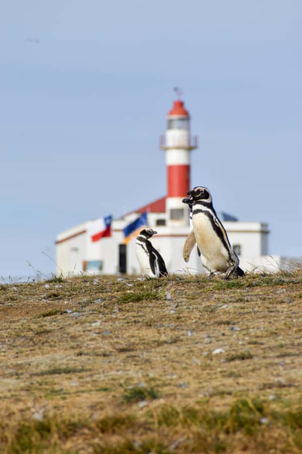 Punta Arenas: Walk with Penguins on Magdalena & Marta Island - Who will enjoy this trip most