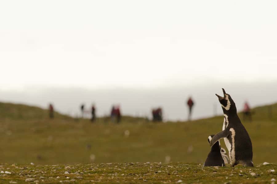Punta Arenas: Walk with Penguins on Magdalena & Marta Island - Responsible wildlife viewing matters here
