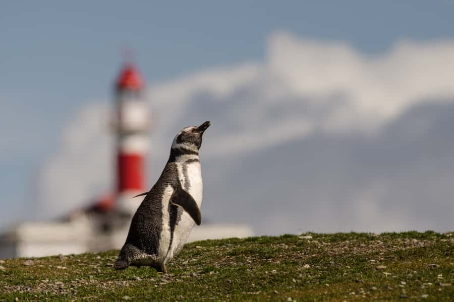 Punta Arenas: Walk with Penguins on Magdalena & Marta Island - What to pack for Magdalena and Marta