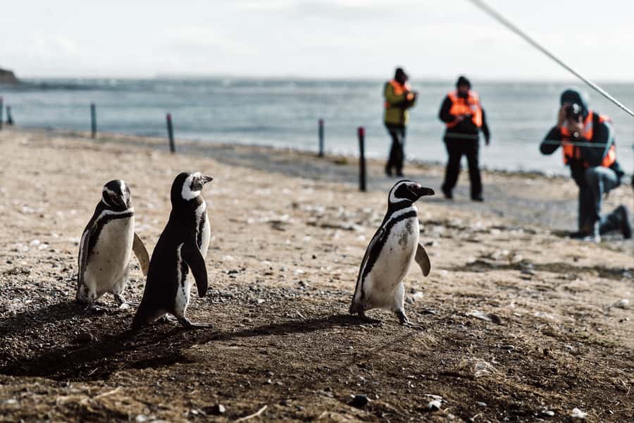 Punta Arenas: Walk with Penguins on Magdalena & Marta Island - Marta Island and the sea lion show