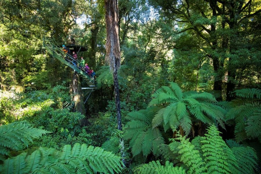 Rotorua: 6 Ziplines, 400m Tandem, Cliff Walk & Swing Bridges - Key points to know before you book