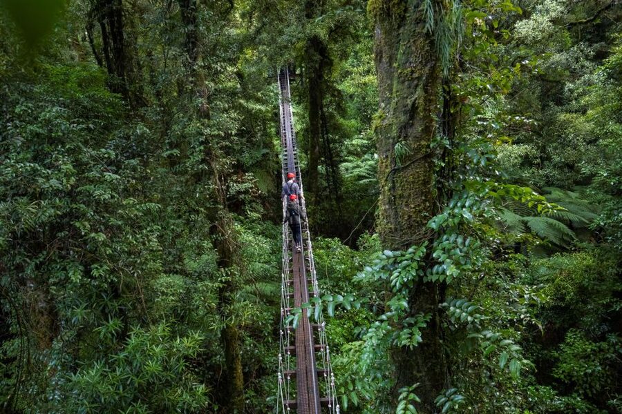Rotorua: 6 Ziplines, 400m Tandem, Cliff Walk & Swing Bridges - The guided descent from the treetops