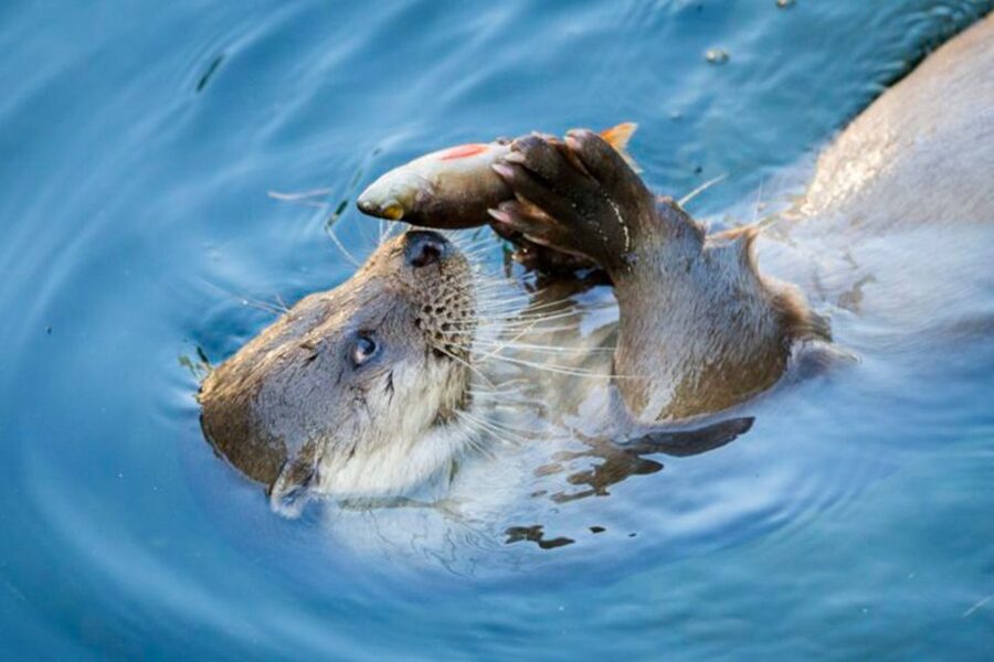 Rovaniemi: Ranua Zoo Ticket with Walking Tour and Lunch - Key points before you book