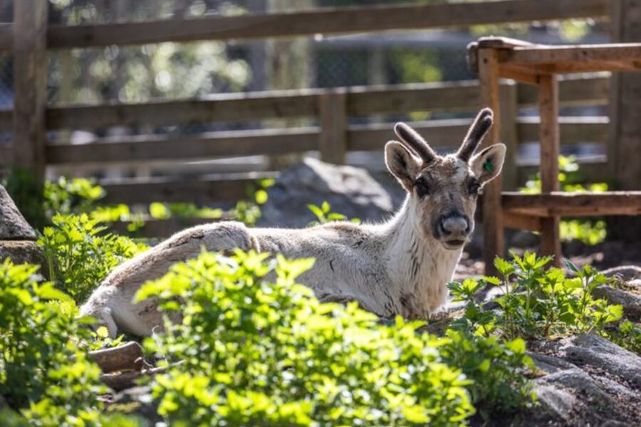 Rovaniemi: Ranua Zoo Ticket with Walking Tour and Lunch - Cold-weather advice and timing