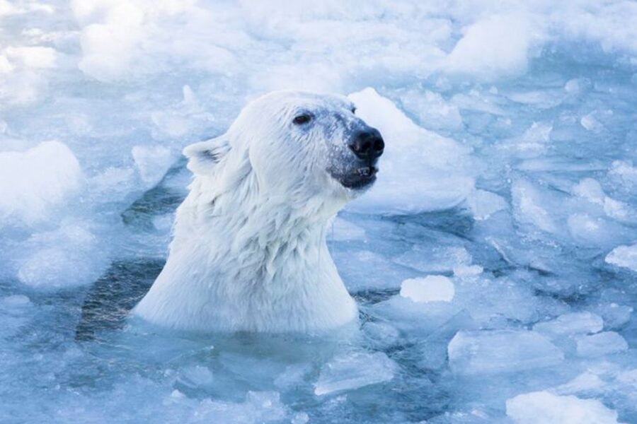 Rovaniemi: Ranua Zoo Ticket with Walking Tour and Lunch - Why Ranua Zoo works as a Lapland day trip