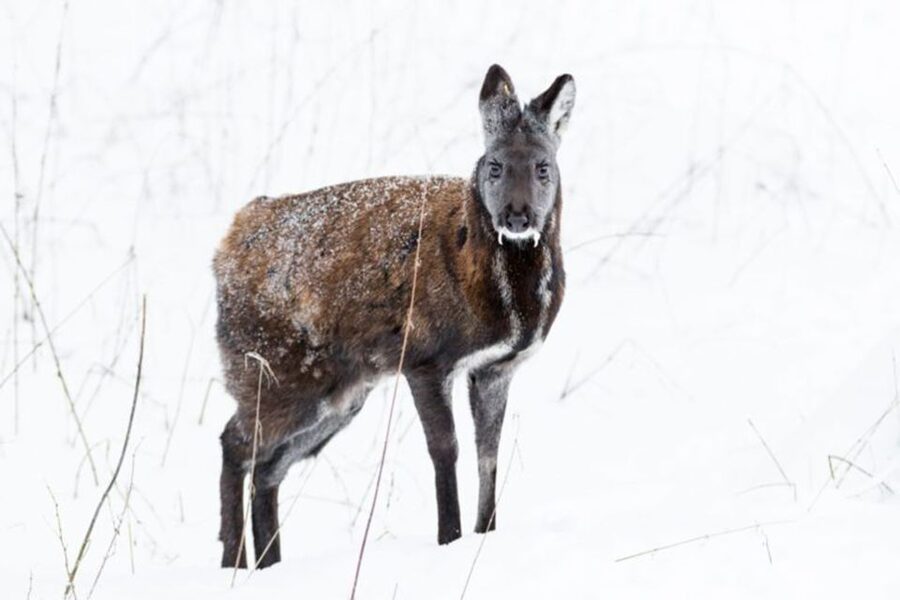 Rovaniemi: Ranua Zoo Ticket with Walking Tour and Lunch - Walking through the Arctic animal enclosures