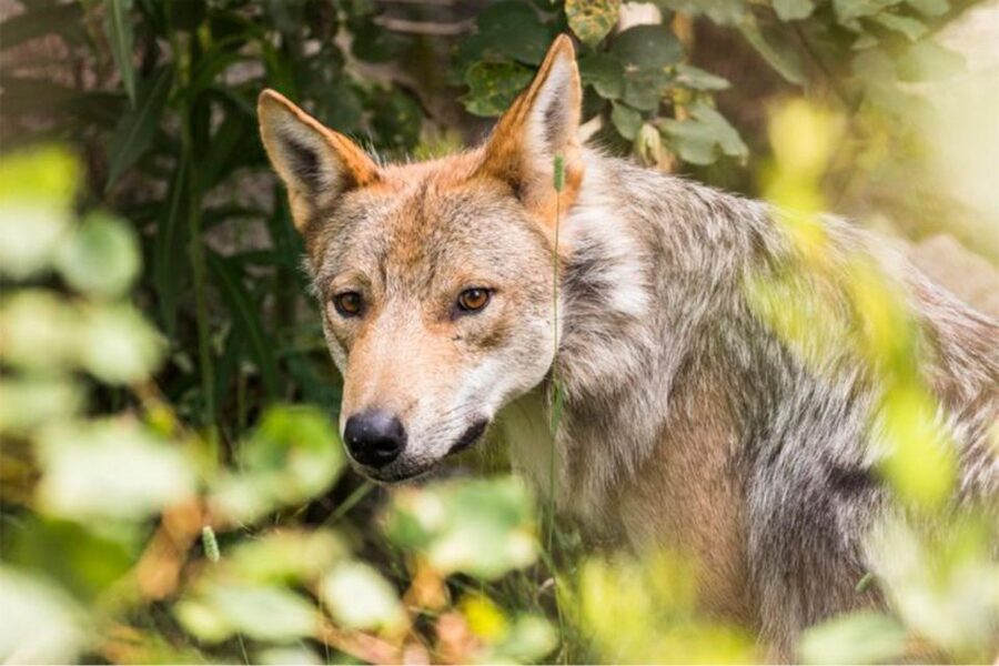 Rovaniemi: Ranua Zoo Ticket with Walking Tour and Lunch - Lunch inside the zoo