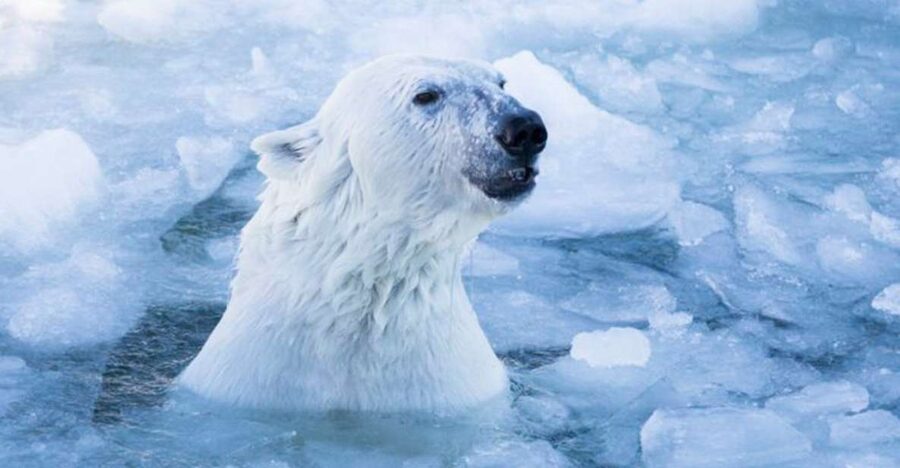 Rovaniemi: Ranua Zoo Ticket with Walking Tour and Lunch - The Fazer Chocolate Shop stop
