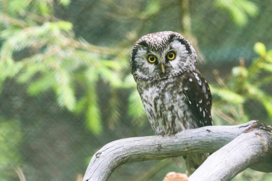Rovaniemi: Ranua Zoo Ticket with Walking Tour and Lunch - How the guide improves the day