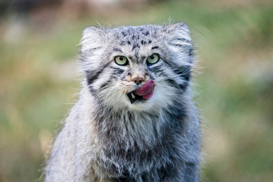 Rovaniemi: Ranua Zoo Ticket with Walking Tour and Lunch - Is $152 a fair price?