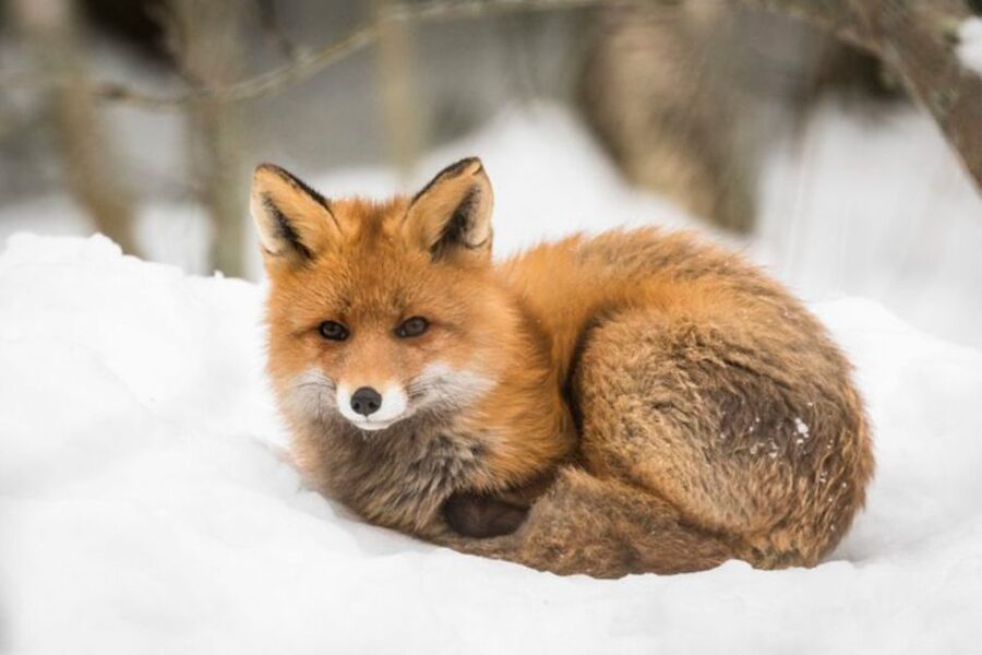 Rovaniemi: Ranua Zoo Ticket with Walking Tour and Lunch - Who should take this tour?