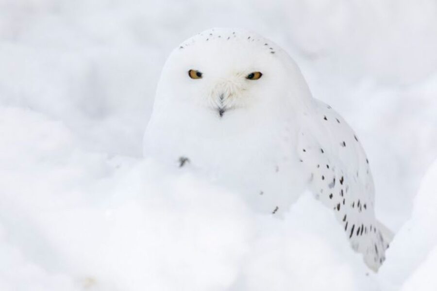 Rovaniemi: Ranua Zoo Ticket with Walking Tour and Lunch - The drive from Rovaniemi to Ranua