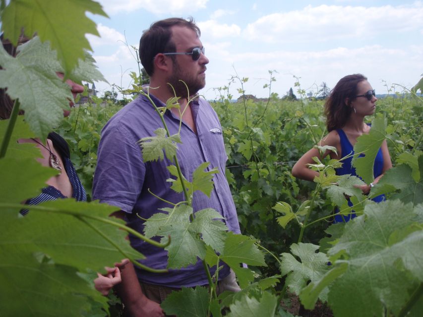 Saint-Émilion: Vineyard Walking Tour and Tasting - Seeing the work after harvest