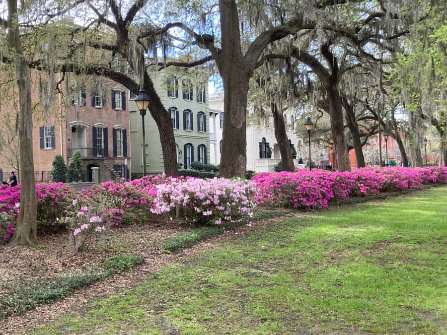 Savannah: Highlights Off the Beaten Path Guided Walking Tour - Key points to know before booking