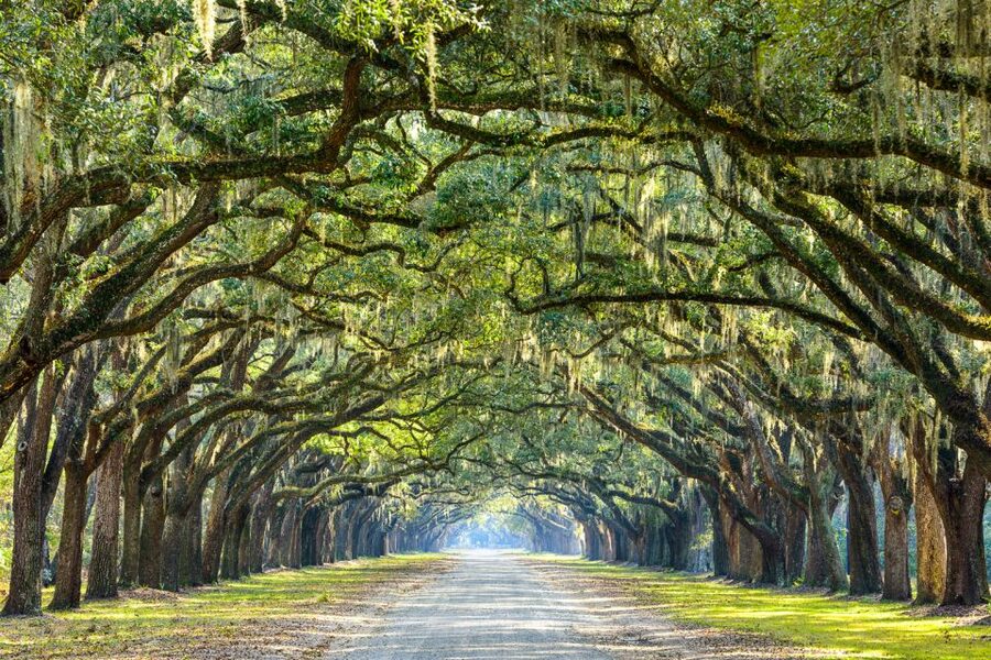 Savannah: History and Culture Walking Tour - Parking and arrival advice at Warren Square