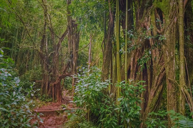 Self guided Hike Trail to Nature Walk & Waterfall - The $79 question: is the tour good value?