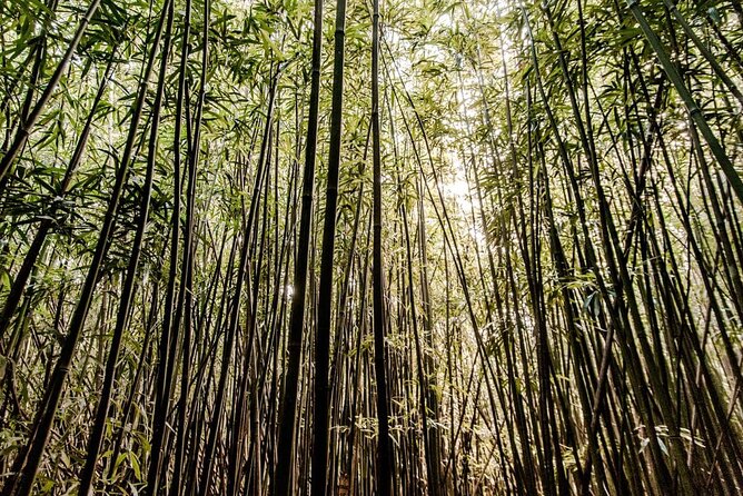 Self guided Hike Trail to Nature Walk & Waterfall - Following the Manoa Falls Trail