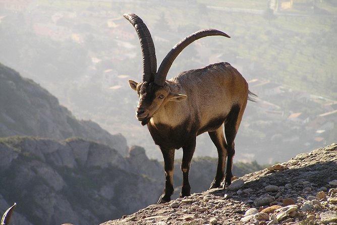 Semi-Private Montserrat Monastery, Funicular & Scenic Nature Walk - Riding the steep Sant Joan Funicular