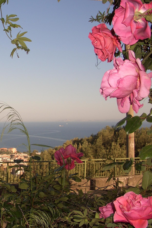 Sorrento: Walking Tour in Lemon Garden w/ Food Tasting - Key points at a glance
