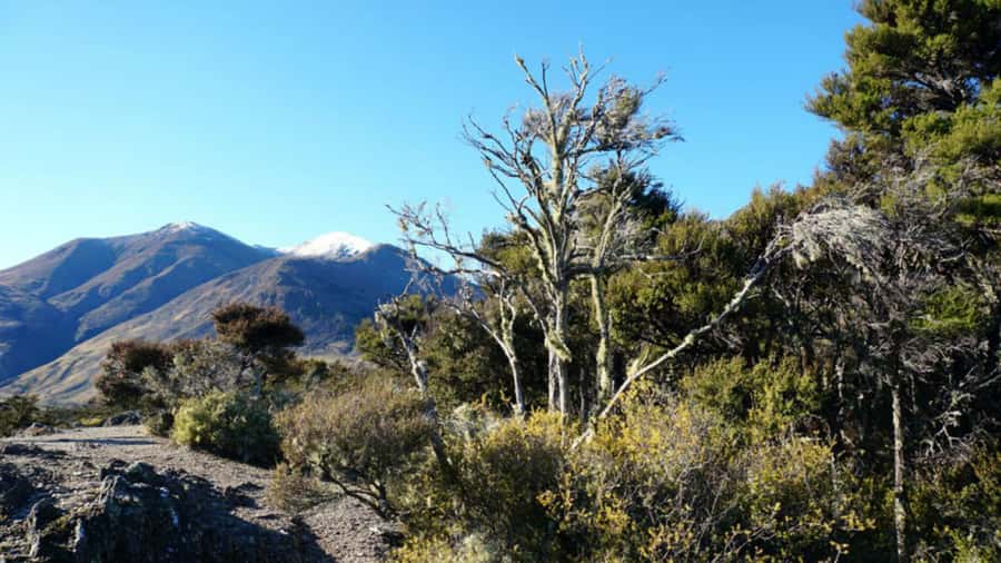 Stevensons Island 2-Hour Cruise and Nature Walk - Leaving Wanaka’s lakefront on Dual Image