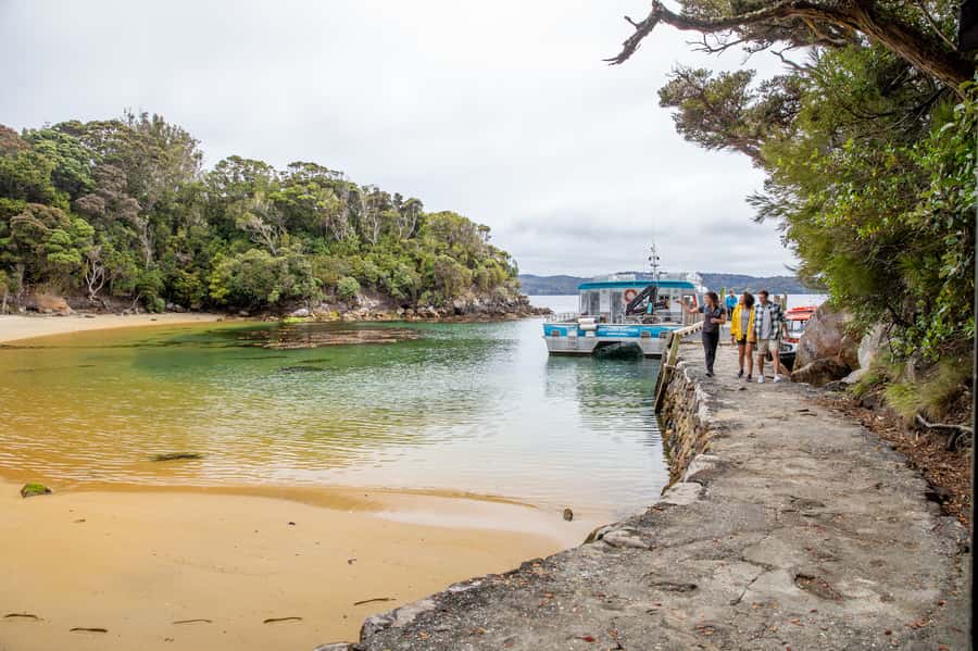 Stewart Island: Ulva Island Guided Wilderness Walk & Cruise - Wildlife sightings, from yellowheads to sea lions