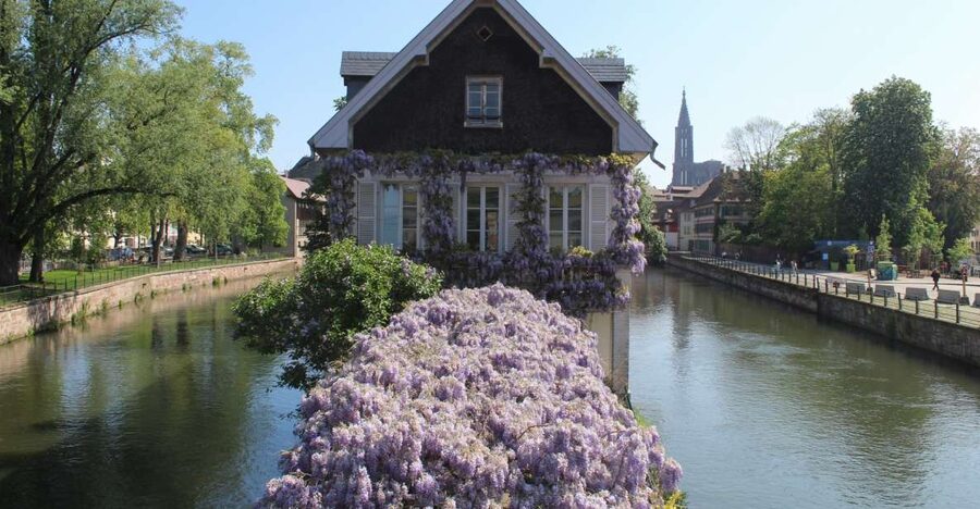 Strasbourg: Walking Tour with Local Guide - Saint-Thomas Church and the City’s Protestant Story