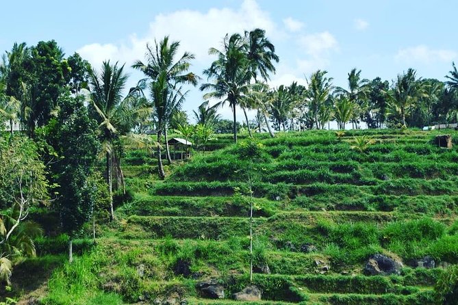 Tetebatu Walking Tour - Rice Terraces, Waterfall & Monkey Forest - Rice terraces and Tetebatu village life