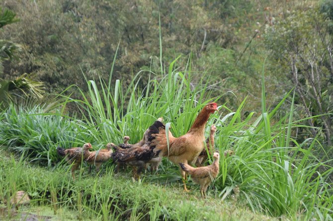 Tetebatu Walking Tour - Rice Terraces, Waterfall & Monkey Forest - The 7 a.m. start and long ride into the hills
