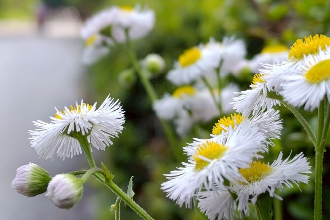 Tokyo: Imperial Palace and Shogun Historical Walking Tour - The calmer side of Ninomaru Garden