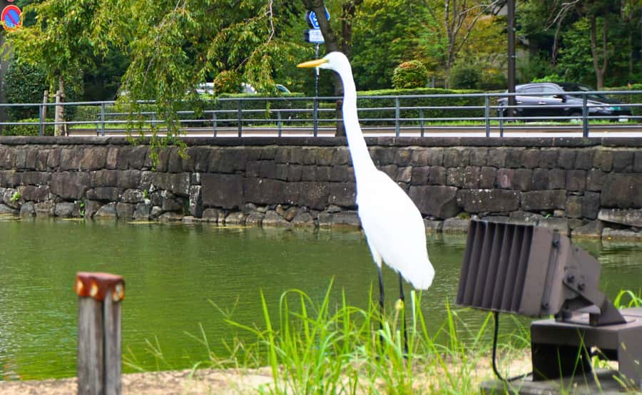 Tokyo: Imperial Palace Japanese History Walking Tour - A guide-led visit makes the difference