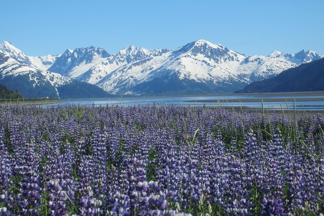 Wildlife and Glaciers with a walk in the Rainforest - Why Turnagain Arm is the star of the morning