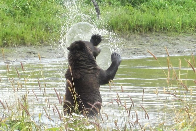 Wildlife and Glaciers with a walk in the Rainforest - The small van and guide make a real difference