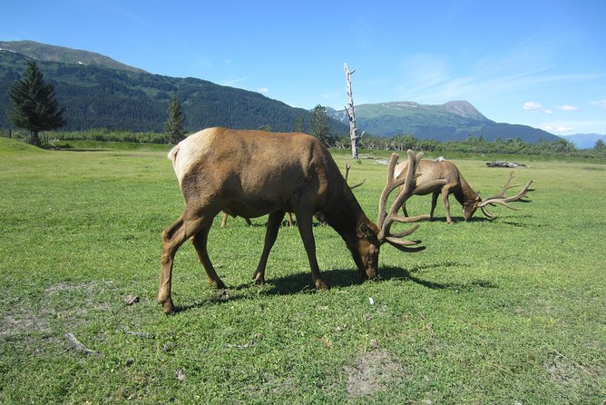 Wildlife and Glaciers with a walk in the Rainforest - Practical details before you go