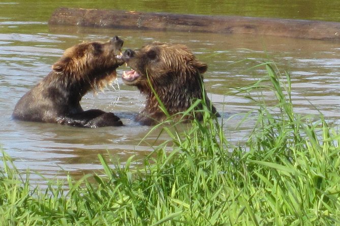 Wildlife and Glaciers with a walk in the Rainforest - Alaska Wildlife Conservation Center: the dependable wildlife stop